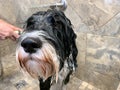 Portuguese Water Dog having a bath indoors Royalty Free Stock Photo
