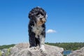 Dog standing on a rock on a sunny day