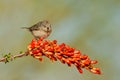 Lucy's Warbler Royalty Free Stock Photo