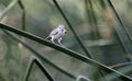 Lucys Warbler bird, Sweetwater Wetlands, Tucson Arizona desert Royalty Free Stock Photo