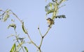 Lucys Warbler in Mesquite tree, Tucson Arizona desert Royalty Free Stock Photo