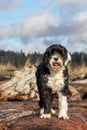 Portuguese Water Dog at the beach Royalty Free Stock Photo