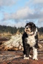 Dog standing on beach with driftwood Royalty Free Stock Photo