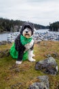 Dog dressed in green at a Marina on St PatrickÃ¢â¬â¢s Day Royalty Free Stock Photo