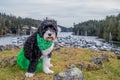 Dog dressed in green to celebrate St PatrickÃ¢â¬â¢s Day Royalty Free Stock Photo