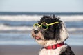 Dog Days of summer at the beach Royalty Free Stock Photo