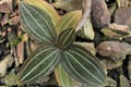 Ludisia discolor orchid leaves Royalty Free Stock Photo