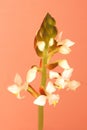 Ludisia orchid Royalty Free Stock Photo
