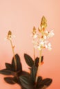Ludisia orchid Royalty Free Stock Photo