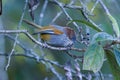 Ludlow\'s Fulvetta or Brown-throated Fulvetta (Fulvetta ludlowi