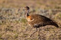 Ludwig\'s Bustard walking on the dusty riverbed in the Kgalagadi