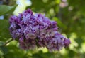 Ludwig Von Spaeth Lilac Royalty Free Stock Photo