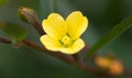 Ludwigia Royalty Free Stock Photo