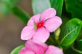ludwigia adscendens , West Indian paeriwinkle or pink flower and grasshopper