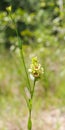 Ludwigia suffruticosa - Shrubby Primrose-willow - Onagraceae Evening Primrose Family Royalty Free Stock Photo