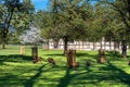 Ludwigsburg Castle Favoriten park with Lamb Muflon in spring time with beautiful garden with flower and green grass and blue sky