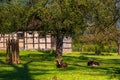 Ludwigsburg Castle Favoriten park with Lamb Muflon in spring time with beautiful garden with flower and green grass and blue sky