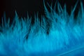 Lue feather, Royalty Free Stock Photo