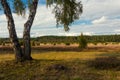 Lueneburg Heath in the autum Royalty Free Stock Photo