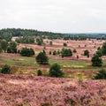 Lueneburg Heath Royalty Free Stock Photo
