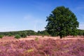 Lueneburg Heath