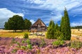 Lueneburger Heide to heather blossom in summer