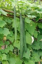 Luffa or Angled gourd on the vine in a vegetable garden.