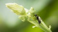 Luffa blossom and ants Royalty Free Stock Photo