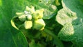 Luffa sponge gourd flower buds Royalty Free Stock Photo