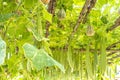 The Luffa Farm: Cultivating Nature& x27;s Versatile Sponge Royalty Free Stock Photo