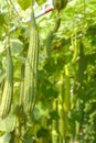 The Luffa Farm Royalty Free Stock Photo