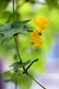 Luffa flower