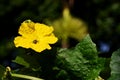 Luffa flower and a bee Royalty Free Stock Photo