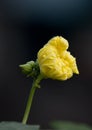 Luffa flower, vietnamese Royalty Free Stock Photo