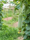 Luffa gourd Royalty Free Stock Photo