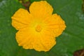 Luffa gourd flower Royalty Free Stock Photo
