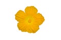 Luffa gourd flower Royalty Free Stock Photo