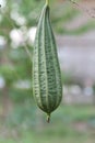 Luffa gourd plant Royalty Free Stock Photo