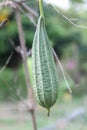 Luffa gourd plant Royalty Free Stock Photo