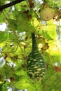 Luffa gourd plant hanging on arbor in vegetable garden