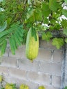 Luffa gourd plant on the wall background. Royalty Free Stock Photo