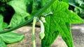 Luffa sponge gourd fruit bud Royalty Free Stock Photo