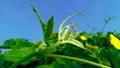 Luffa sponge gourd fruit bud stock Royalty Free Stock Photo