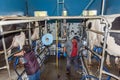 Farmers milking dairy cows on the farm