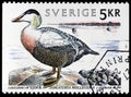 Common eider stamp