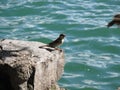 Sparrow on Lake Lugano