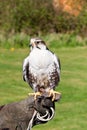 Lugger falcon Royalty Free Stock Photo