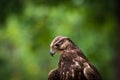 A lugger falcon closeup in a falcrony in saarburg, copy space Royalty Free Stock Photo