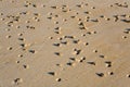 Lugworm (arenicola marina) casts on a beach Royalty Free Stock Photo