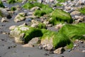 Lugworm, arenicola marina, sand casts and Bladderwrack and Gutweed Ulva intestinalis seaweed,Bembridge, Isle of Wight